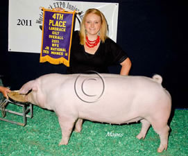Landrace Gilts